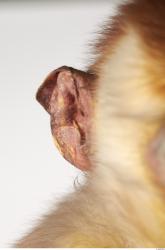 Ear Monkey